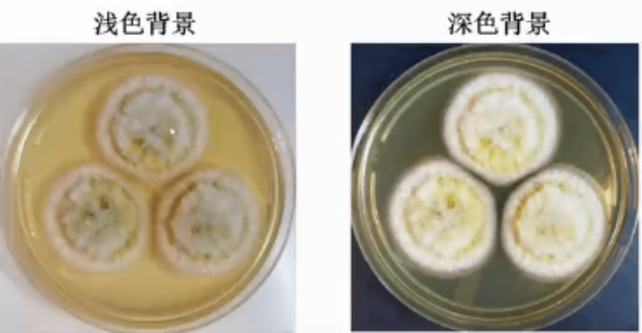 陈东科：做微生物查验，用好摄影手艺很重要