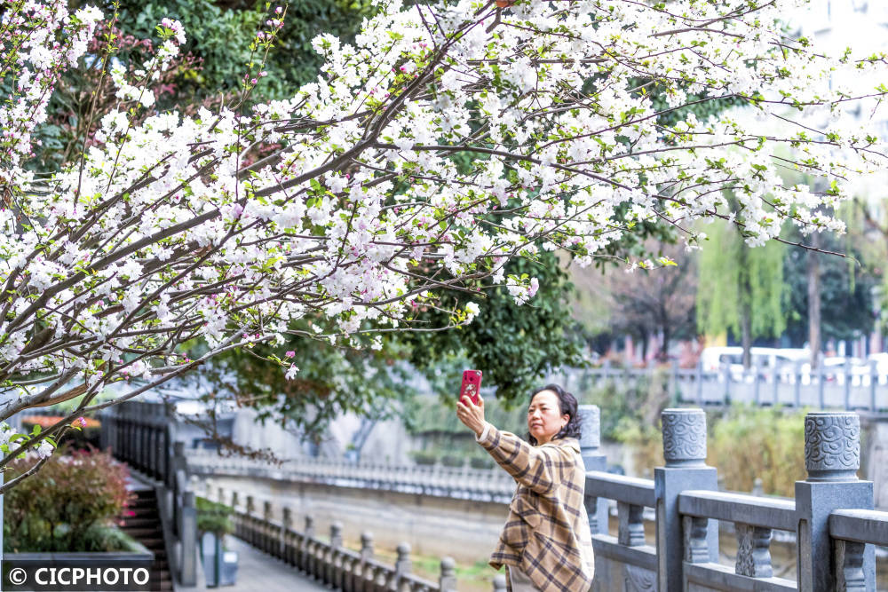 春花路放