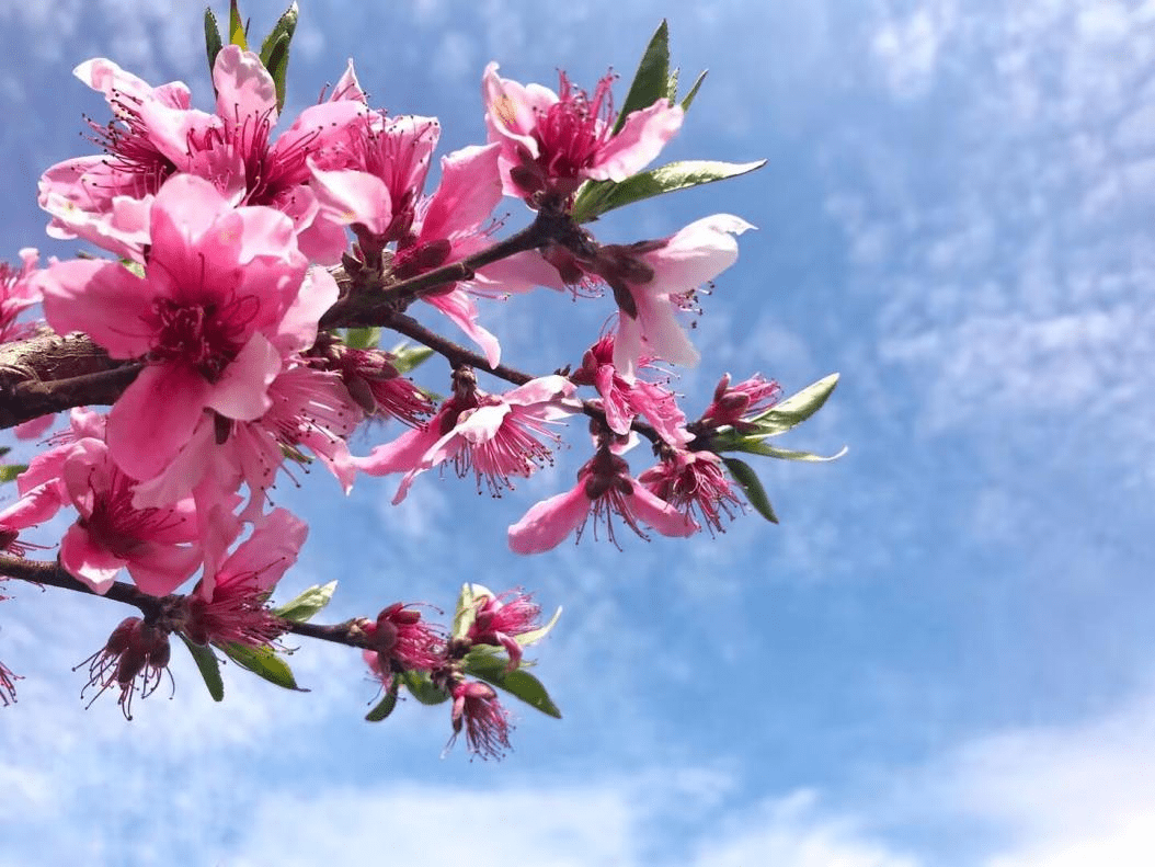 桃花什么时候开花季节图片