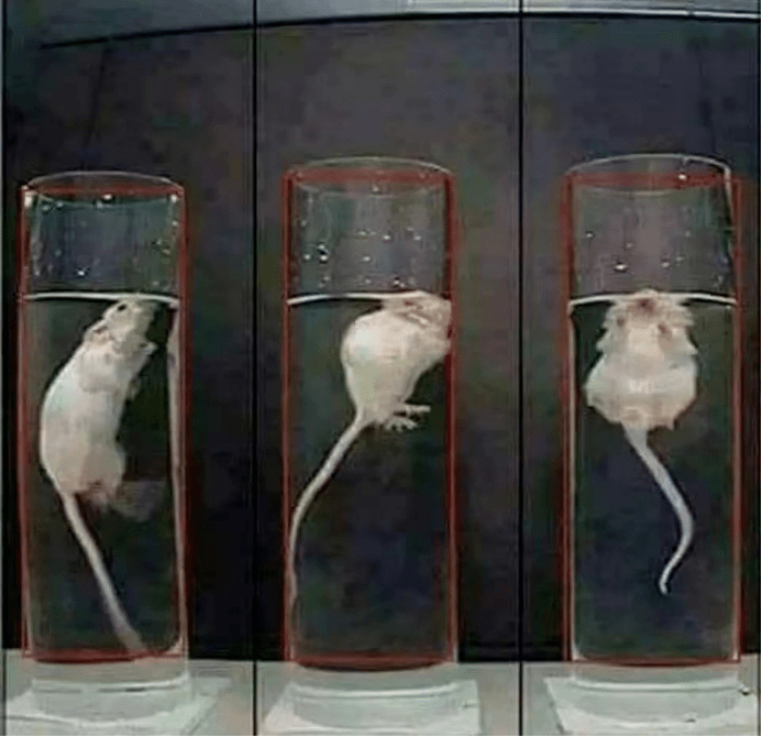 科学家将濒临溺死的老鼠捞起，又反复丢到水中，为什么呢？_科特_实验_死亡