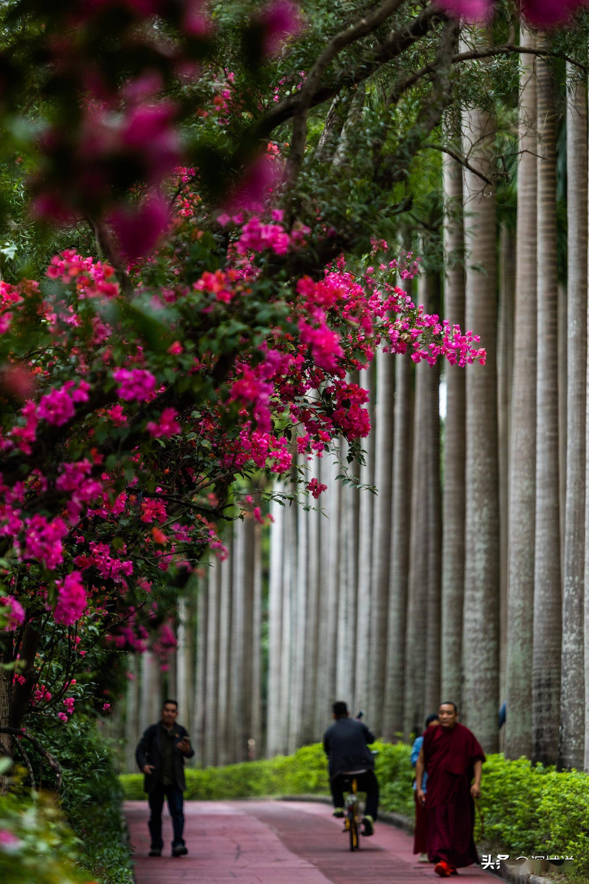 来华侨城香山中街来看看,仿佛一条簕杜鹃隧道_花还_繁花_小猫