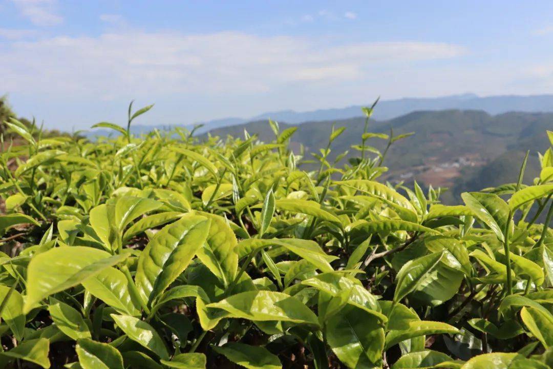 阳春三月,走进景谷县益智乡塘房村千亩茶园,层层叠叠吐露着新芽的春茶