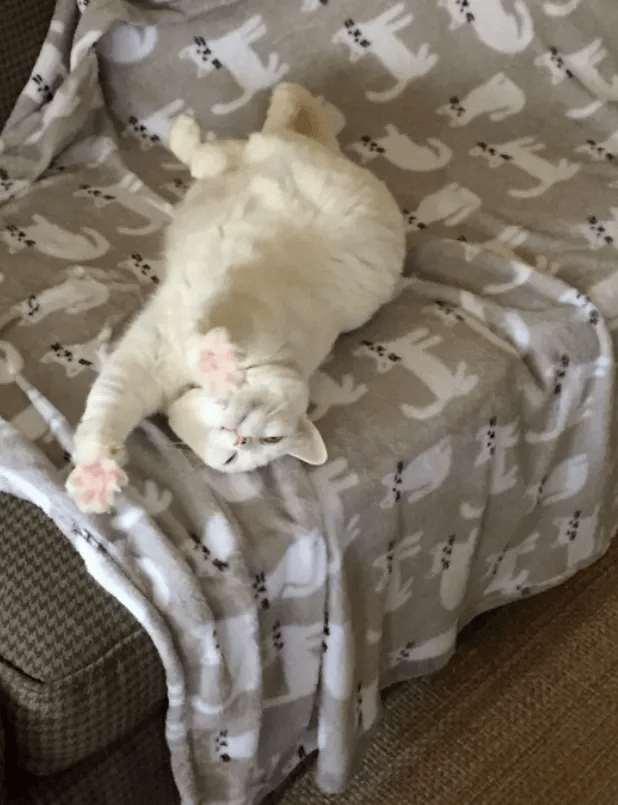 ���ë����Ϊʲôϲ������㣿