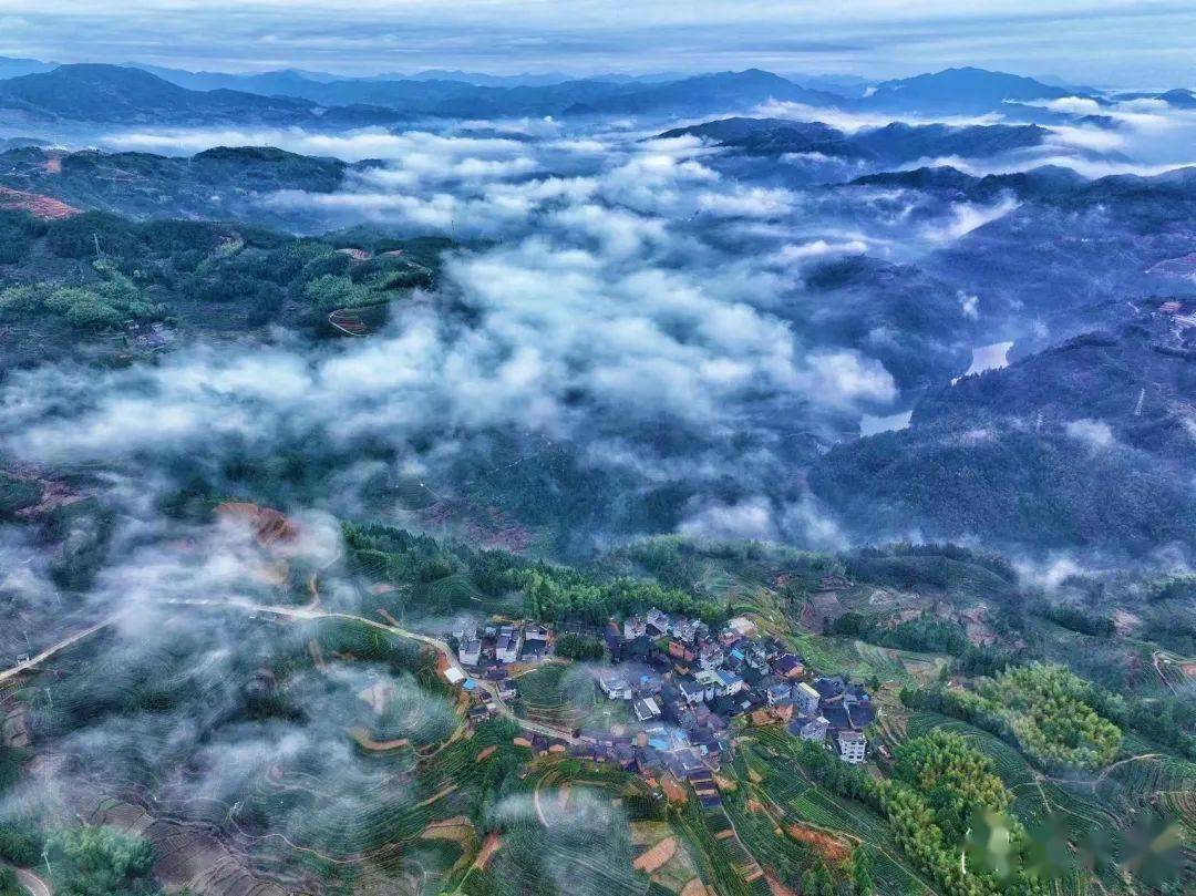 寿宁县人大常委会主任,寿宁茶产业发展领导小组组长简树铃,闽东日报社