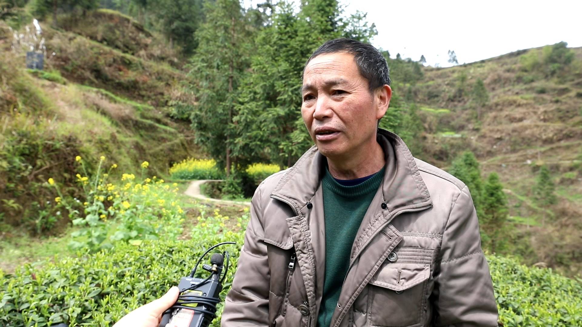 6969周志敏是乌尧村的村民,种植茶叶30多年,从两亩开始发展到如今