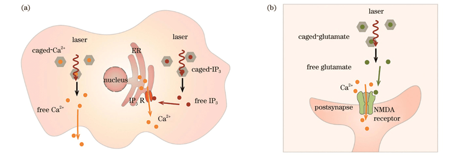 青年编委专辑 | 飞秒激光“打开”钙离子通道，实现全光学调控细胞钙信号_技术_遗传_空间