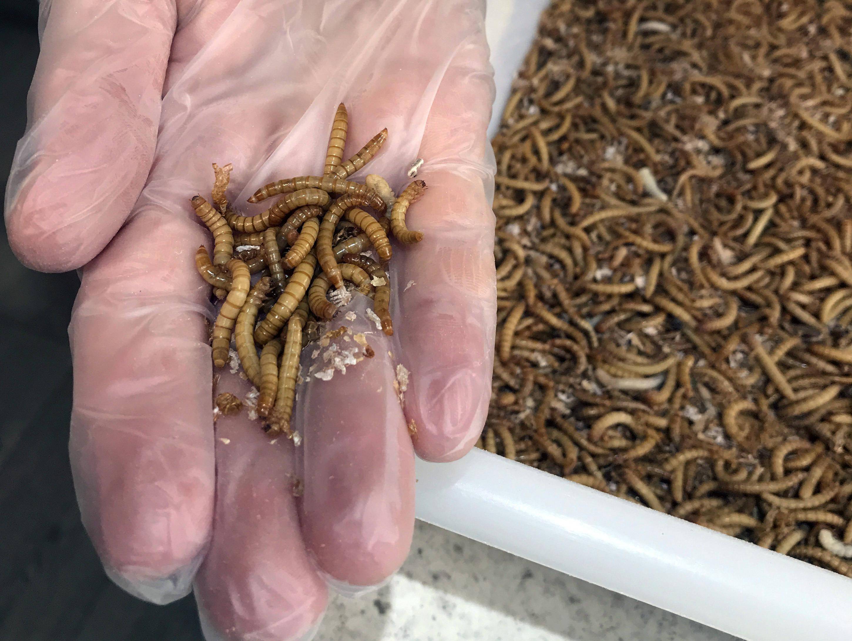 致富经昆虫养殖(致富经昆虫养殖视频大全)