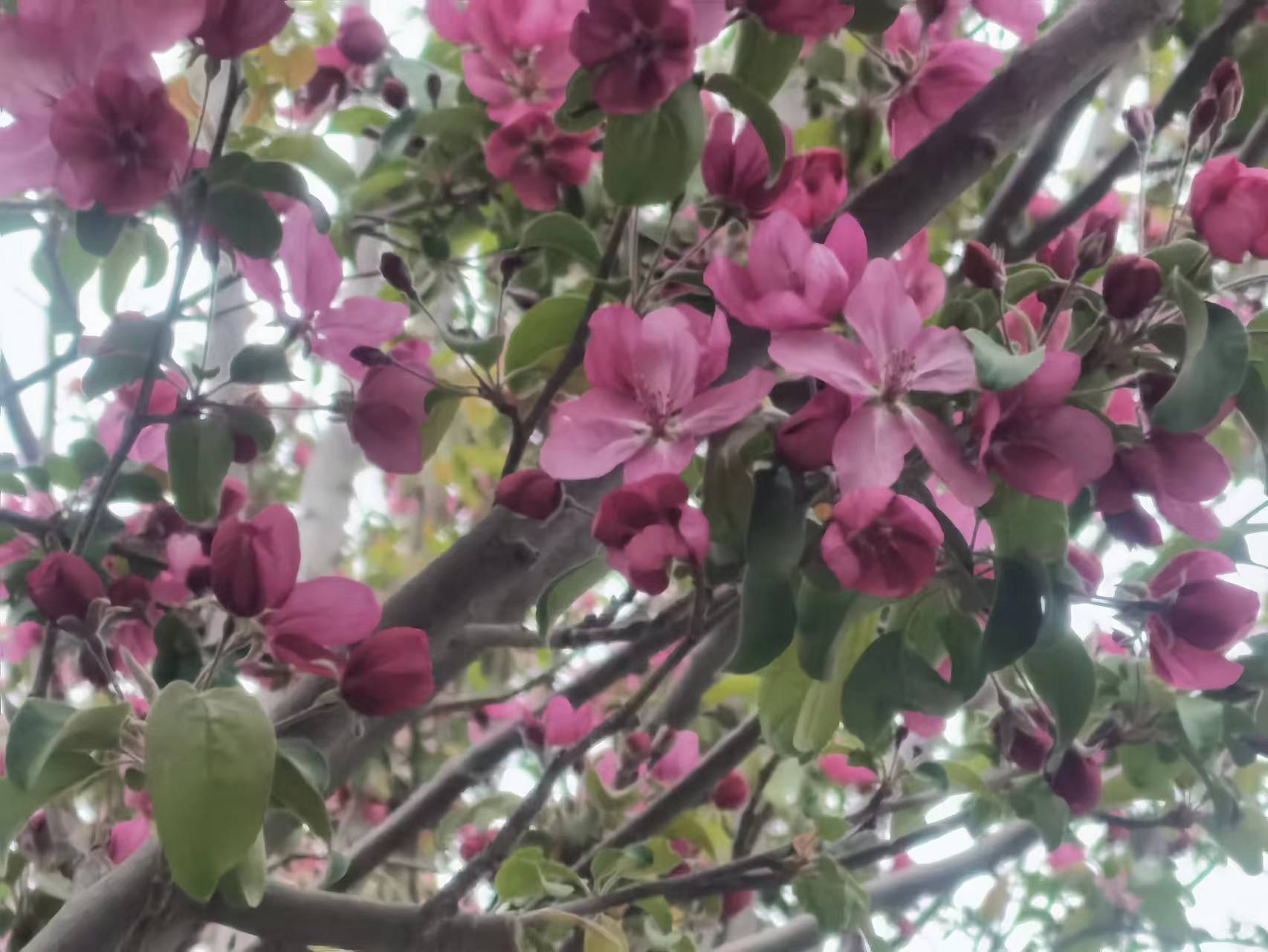 京城春色浓，各色花儿开得如火如荼