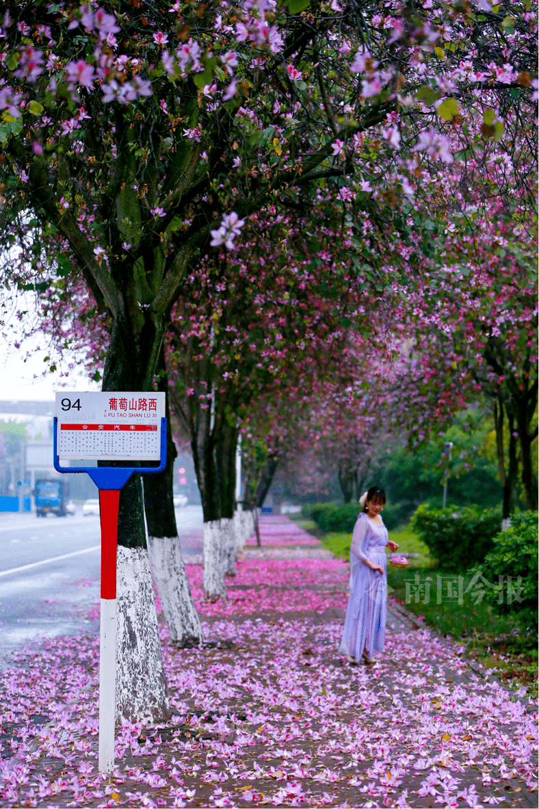 雨后，柳州94路公交车站台美成仙境~~~~