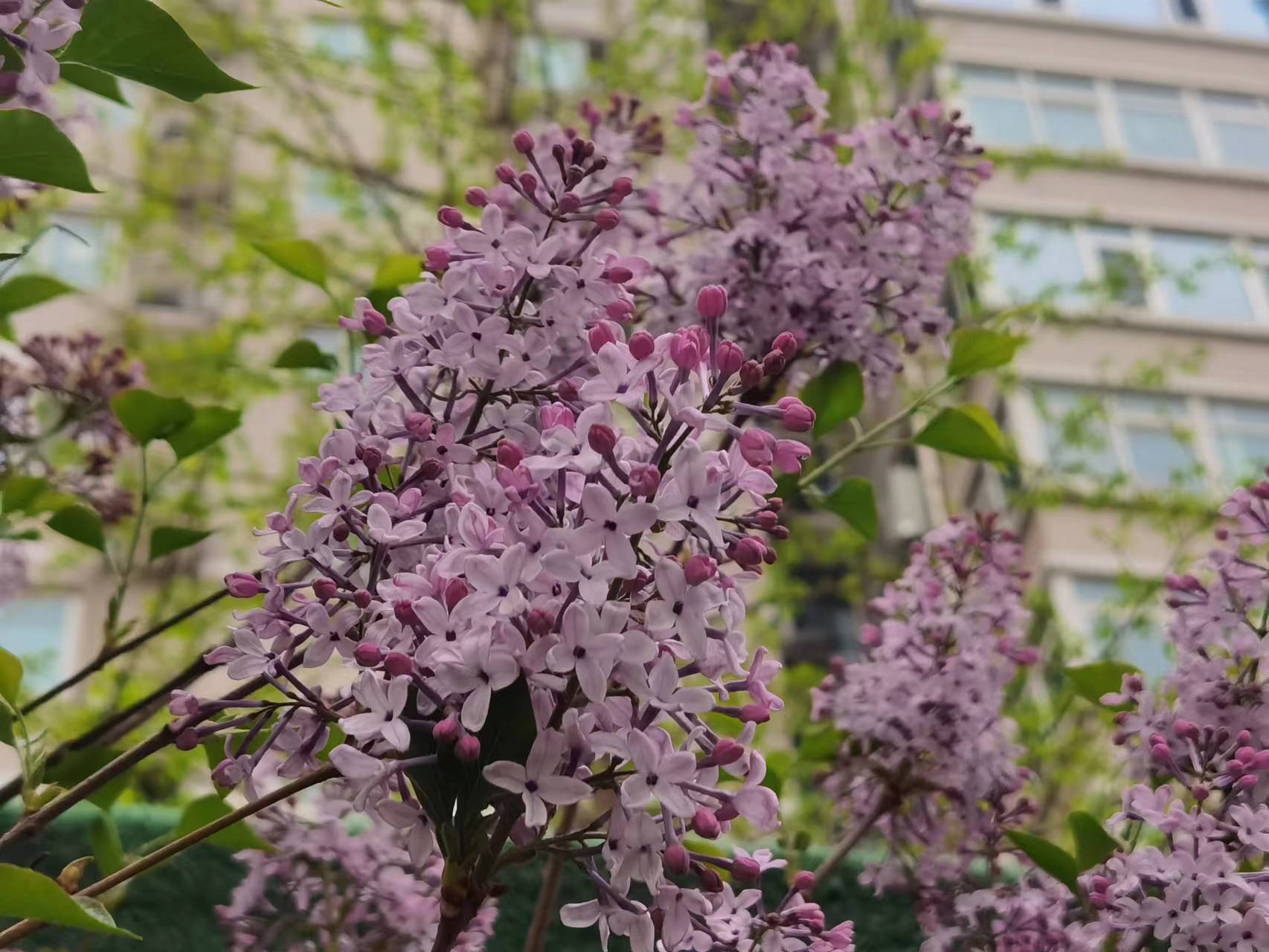 京城春色浓，各色花儿开得如火如荼