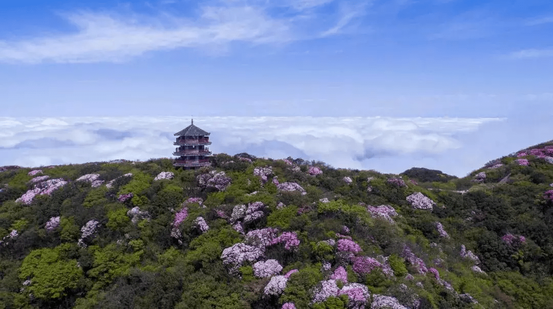 金佛山杜鹃花公园图片