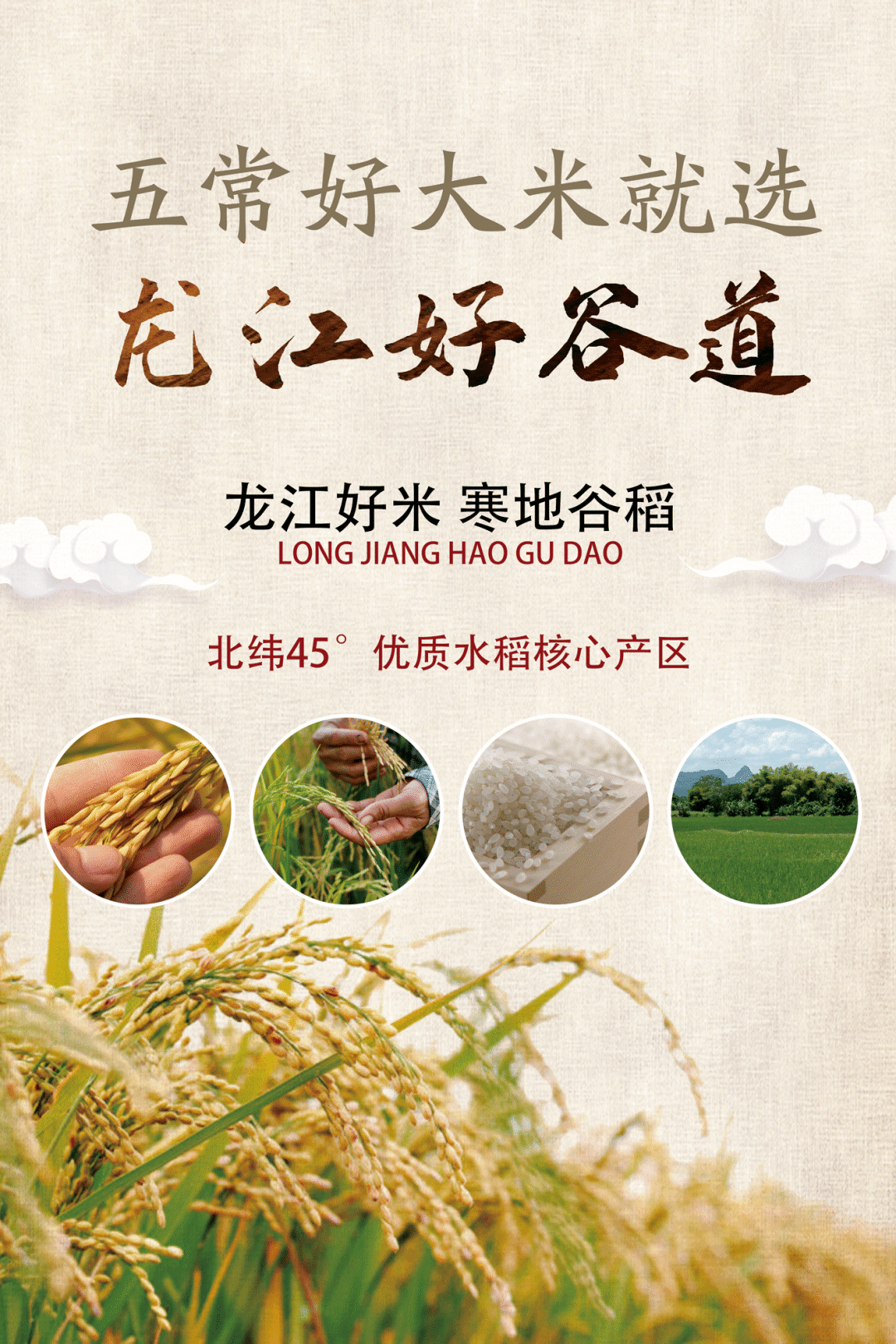 龙洋12水稻品种简介图片