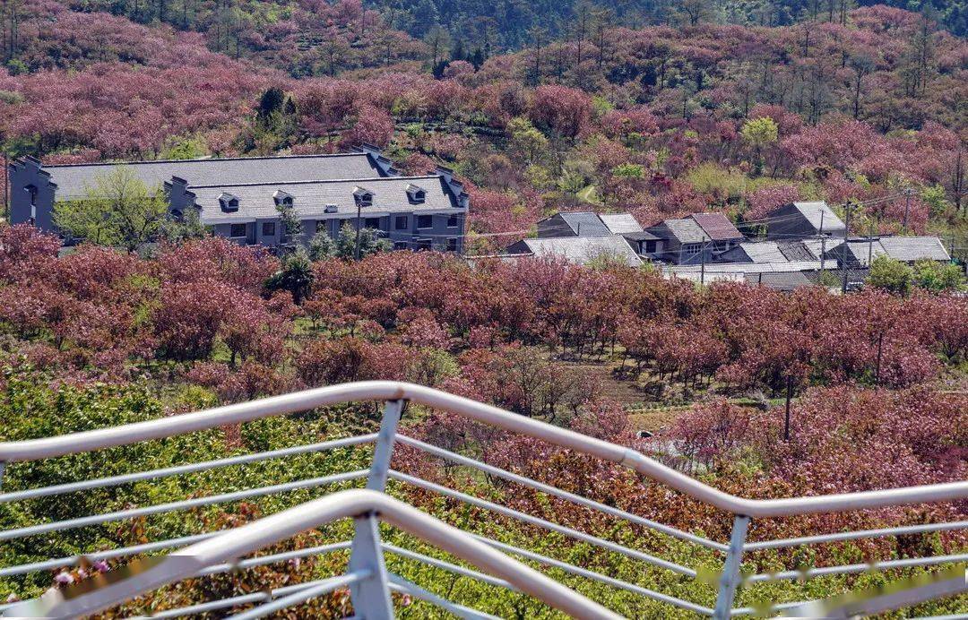 【乐行族|休闲】4月9日,春天花事,四明山心,杖锡村樱花之路 , 赏一年