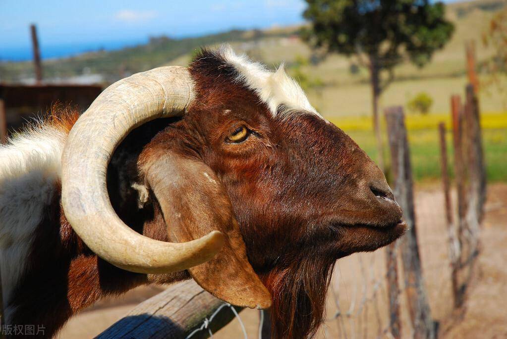 波尔山羊原产于南非,被称为世界肉用山羊之王,是由来自非洲西南的本