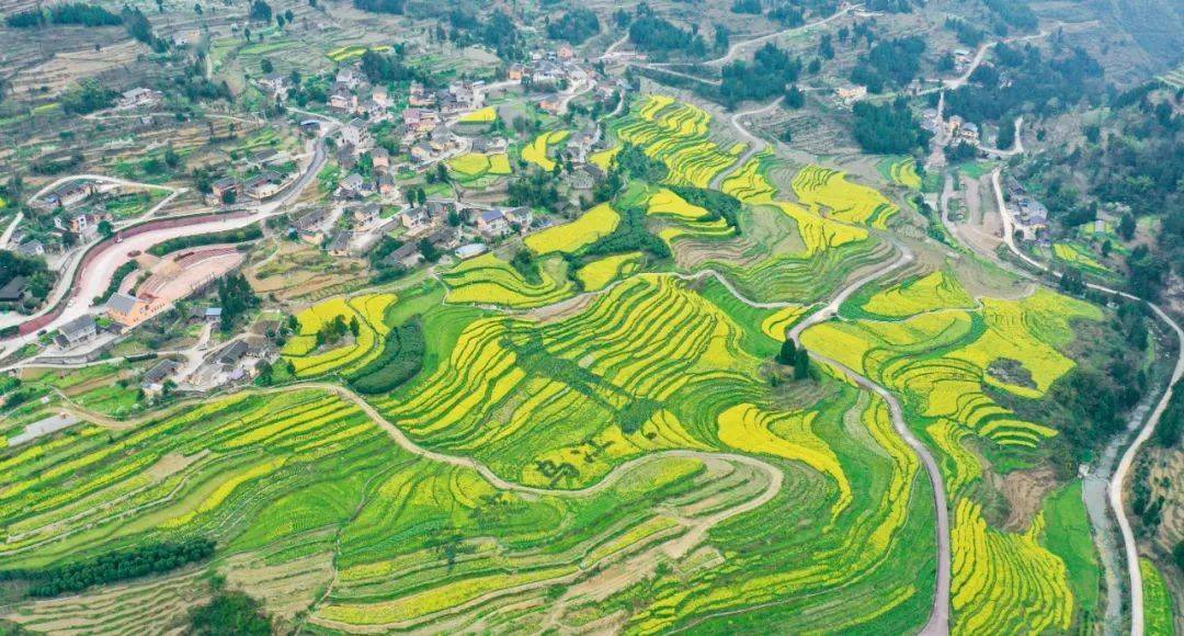 尤其这段时间的红渡村,在春雨的灌溉下,万亩梯田里的油菜花竞相开放