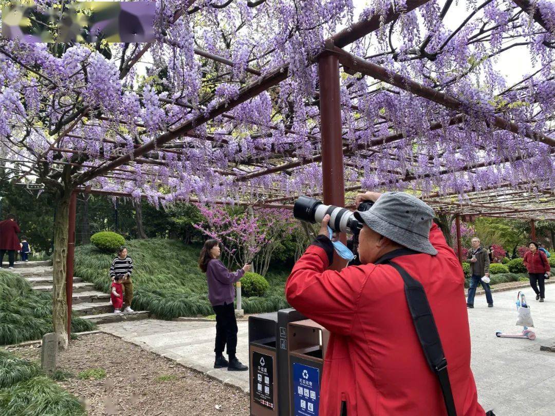 嘉定紫藤公园预约门票图片