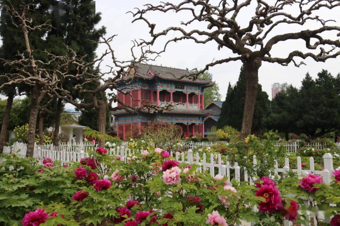 花情播報 | 雨後清明,古今園,百花園牡丹盛開!_菏澤_曹州_遊客