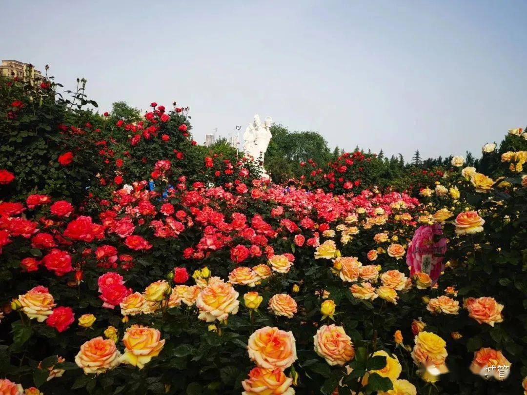 三门峡市主城区春季赏花攻略来了!_公园_月季_游客