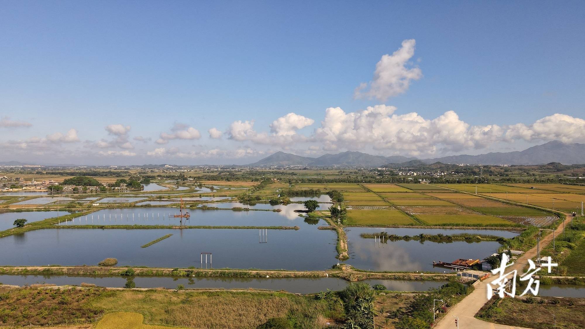 海丰县陶河镇步雅村:打好"组合拳",集体经济"活起来"_发展_种植_土地