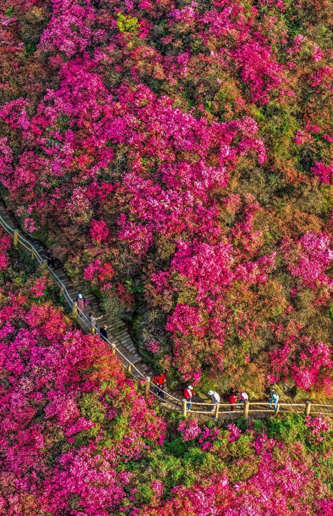四月,杜鹃花正开,去不?_黄石_景区_地址