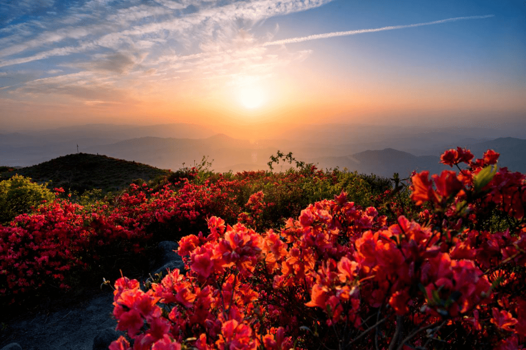 石城第八届杜鹃花节系列活动_八卦_景区_旅游
