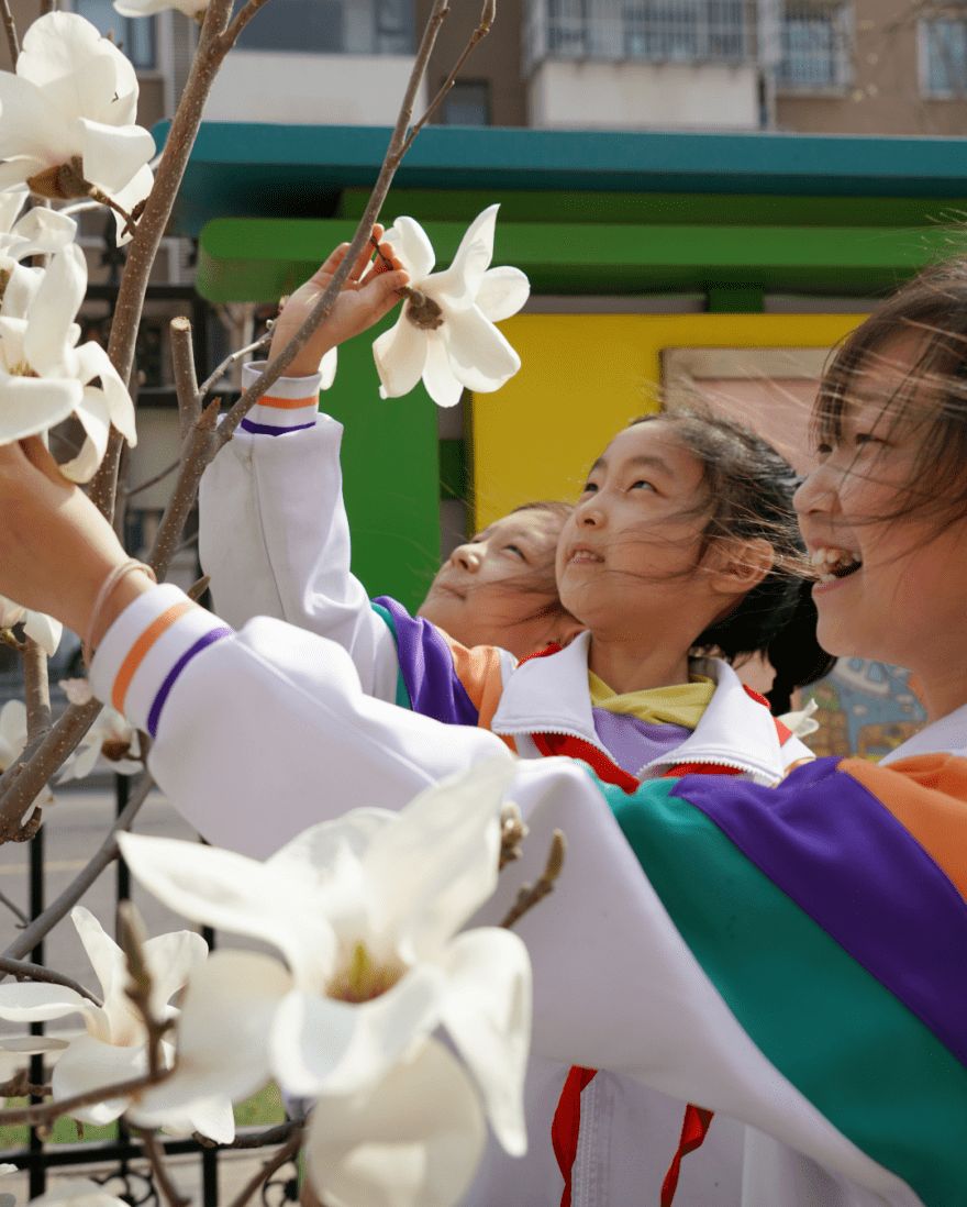 华新小学开展玉兰花节系列教育活动_段春光_花香_校园