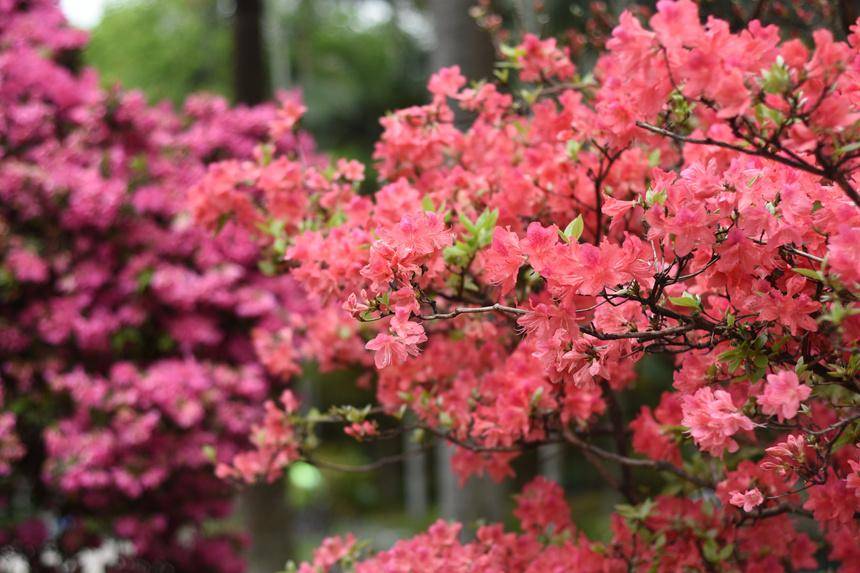 小狗种美丽鲜花（小花狗应该取什么名字才好听） 第3张