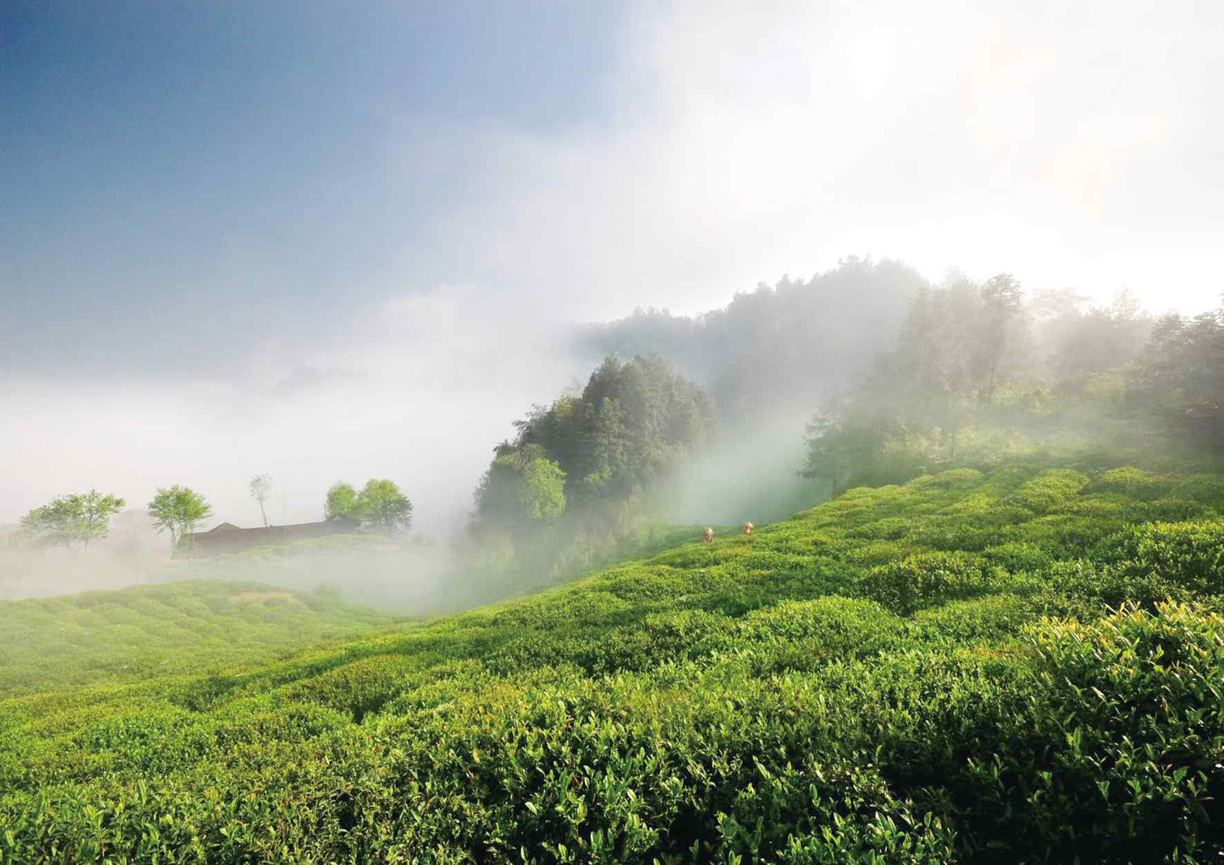 沐浴明媚春光 赴一场茶山之旅