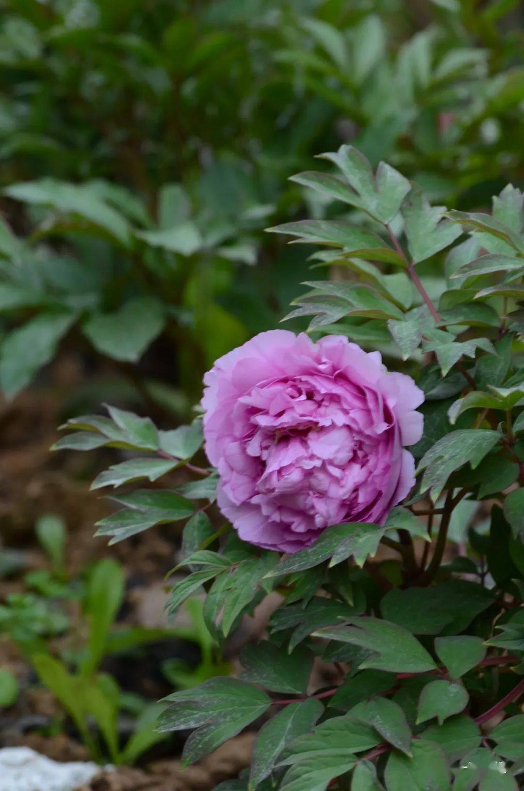 1047:牡丹似兰性根系壮弱决定开品优劣_兰花亦_营养_植株