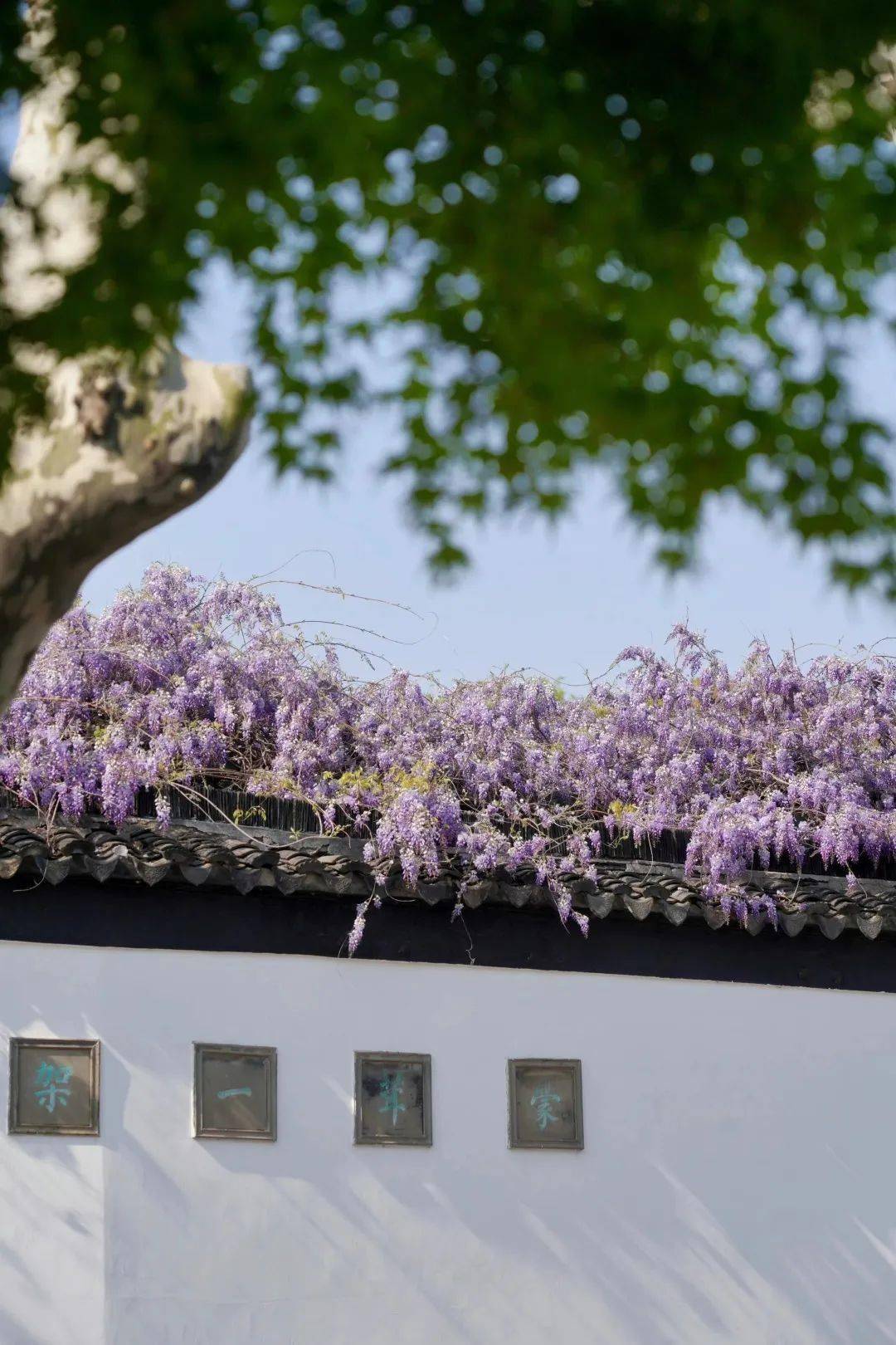 苏州紫藤园图片