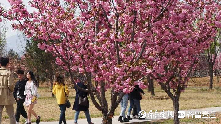 章丘两千多亩樱花开了！泉城百花园第二届樱花节今日开幕