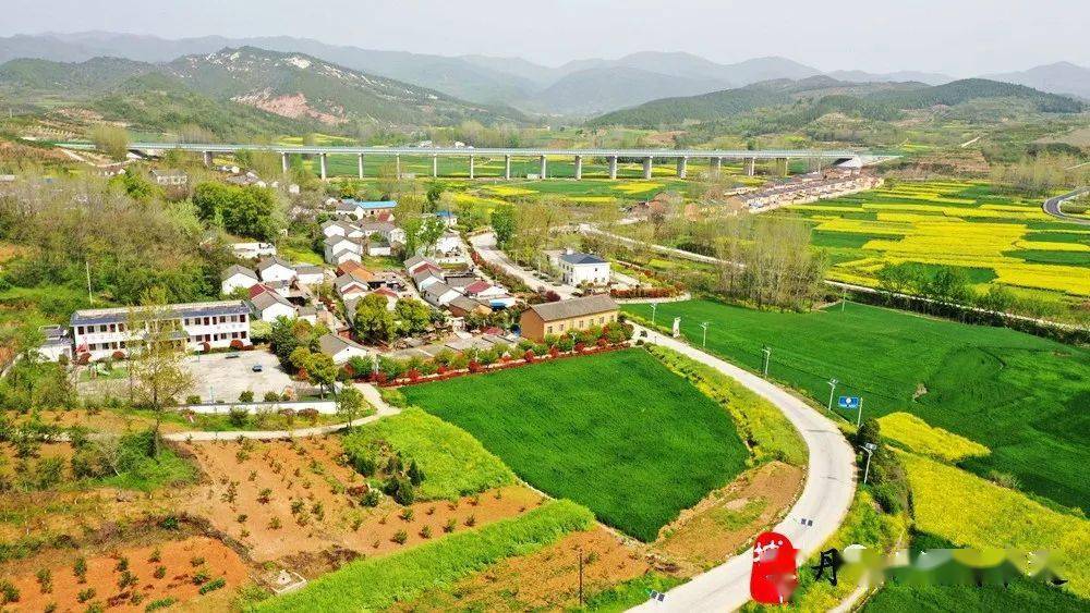 丹江口市石鼓镇贾寨村黄川村油菜花海_家乡_视频_详情