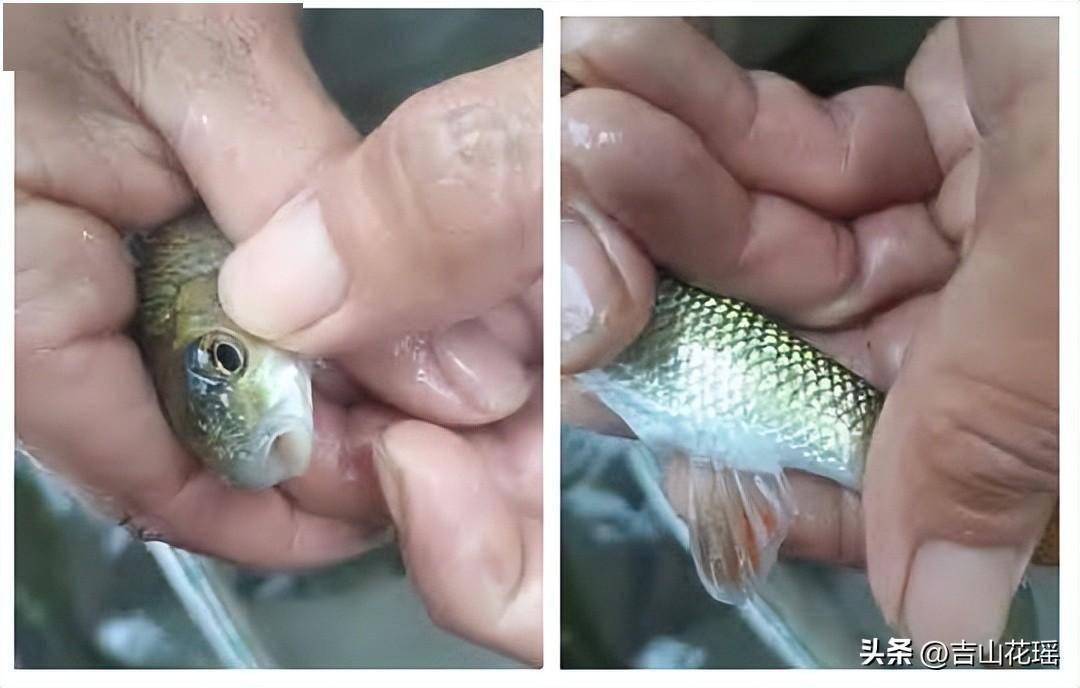 多鱗白甲魚人工繁育技術研究_魚苗_親魚_受精卵