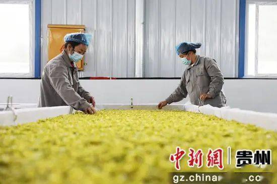 【茶博会】绥阳：守一片匠心 制一片好茶-绥阳县城航拍最新视频