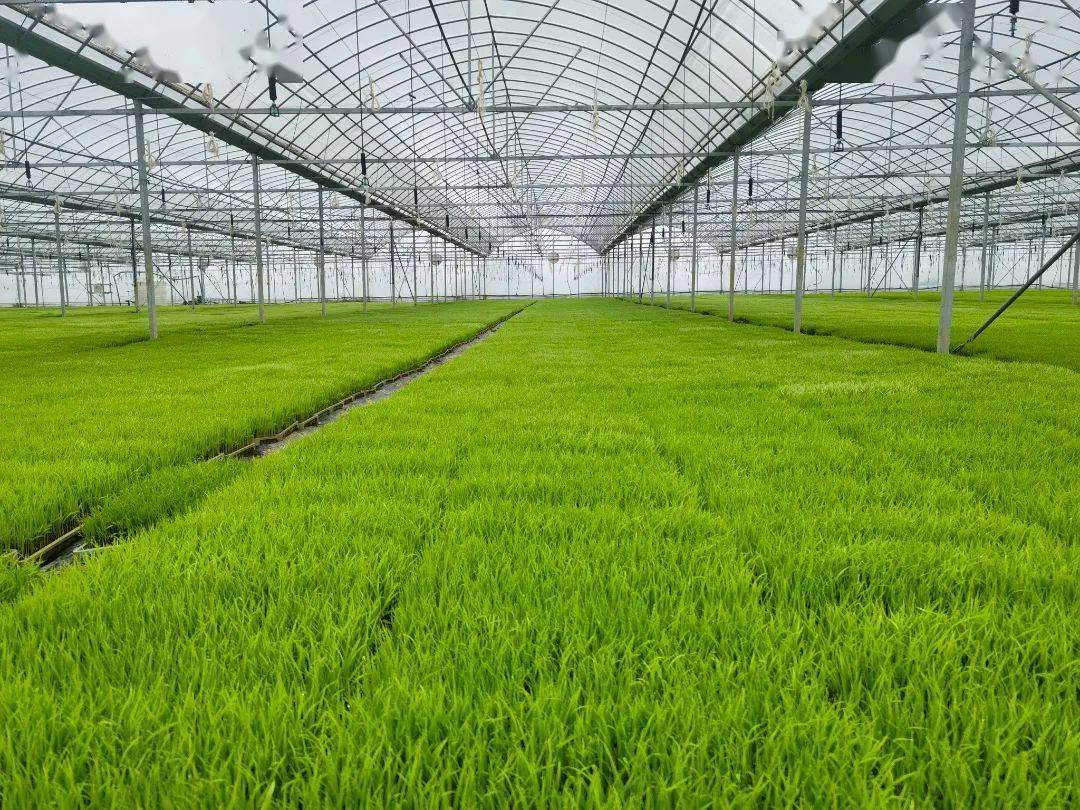 【富裕姚圩】科技赋能早稻育秧 助力春耕提质增效_水稻_大棚_秧苗