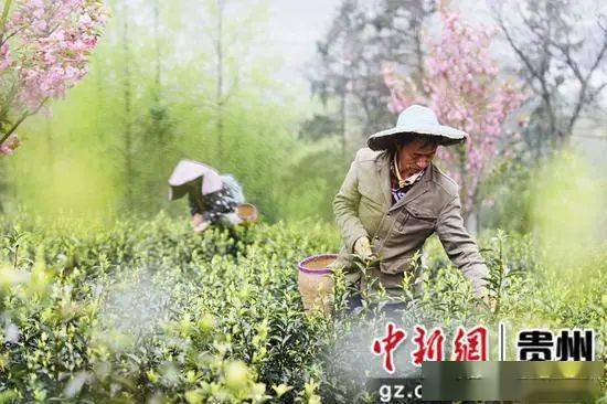 【茶博会】绥阳：守一片匠心 制一片好茶-绥阳县城航拍最新视频