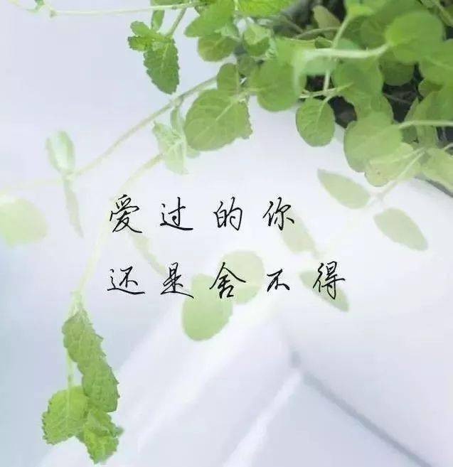 真正的爱情,不会放下,更不会忘记