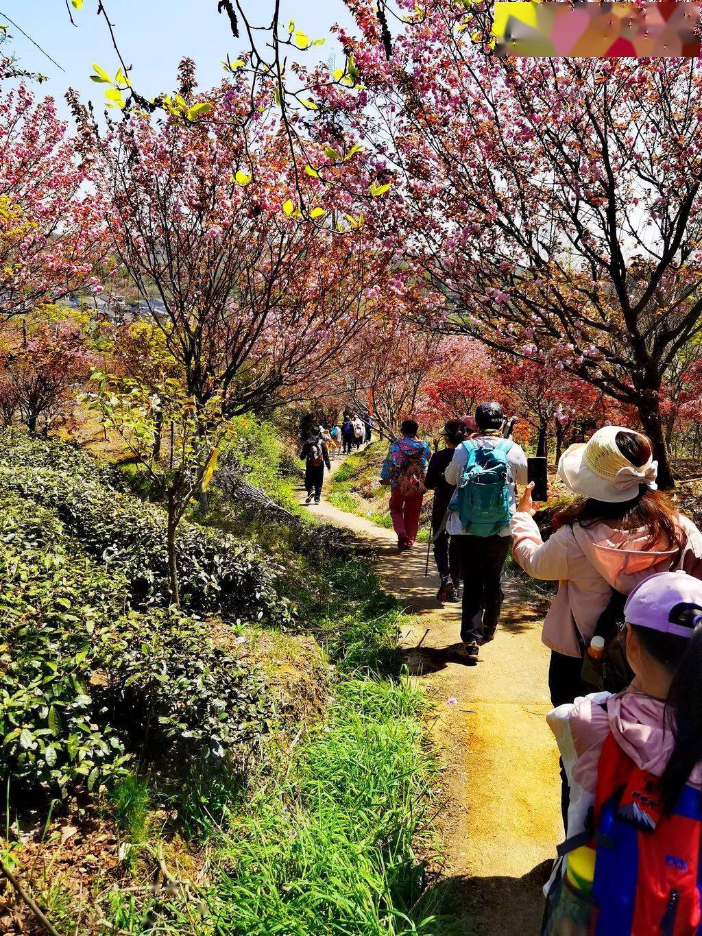 大岚樱花基地图片