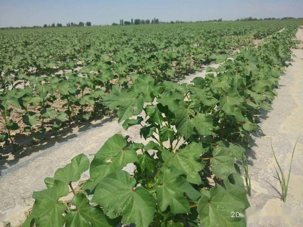 第三师棉花滴水出苗苗期管理技术要点