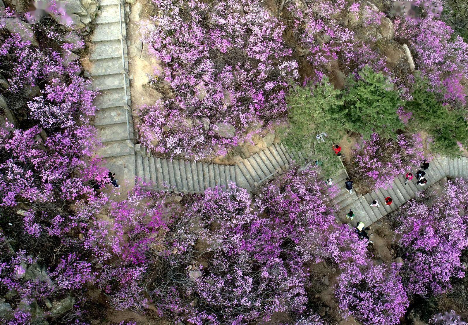 大美山东丨齐鲁大地花添彩 万紫千红总是春