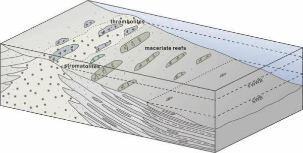 “生物”中外学者“重现”寒武纪迷宫状生物礁时空演化