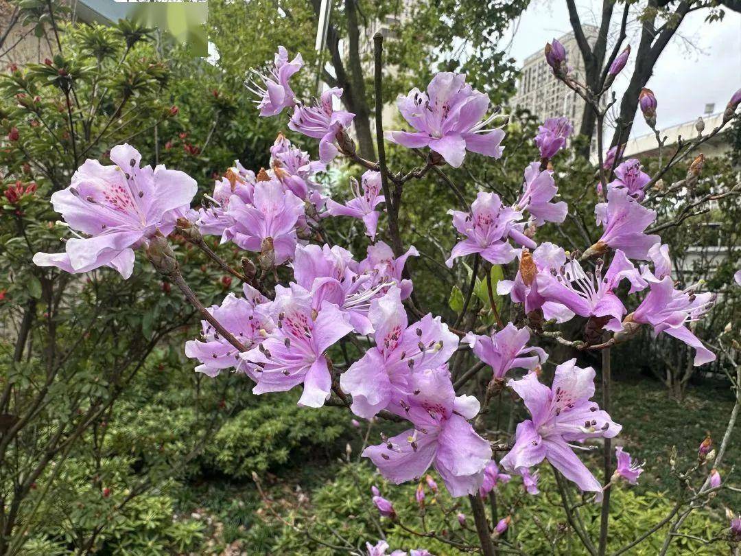 踯躅花（踯躅花图片） 第6张