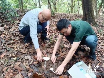 剧毒蘑菇再现中山！疾控中心提醒：不采不买不吃