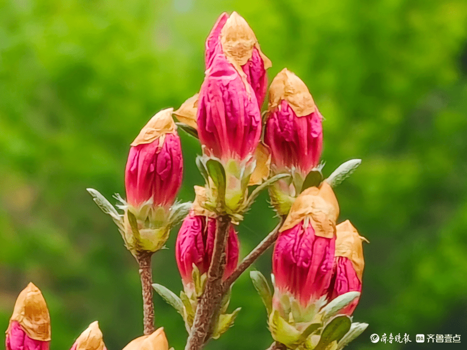 含苞待放的映山红,点亮春天
