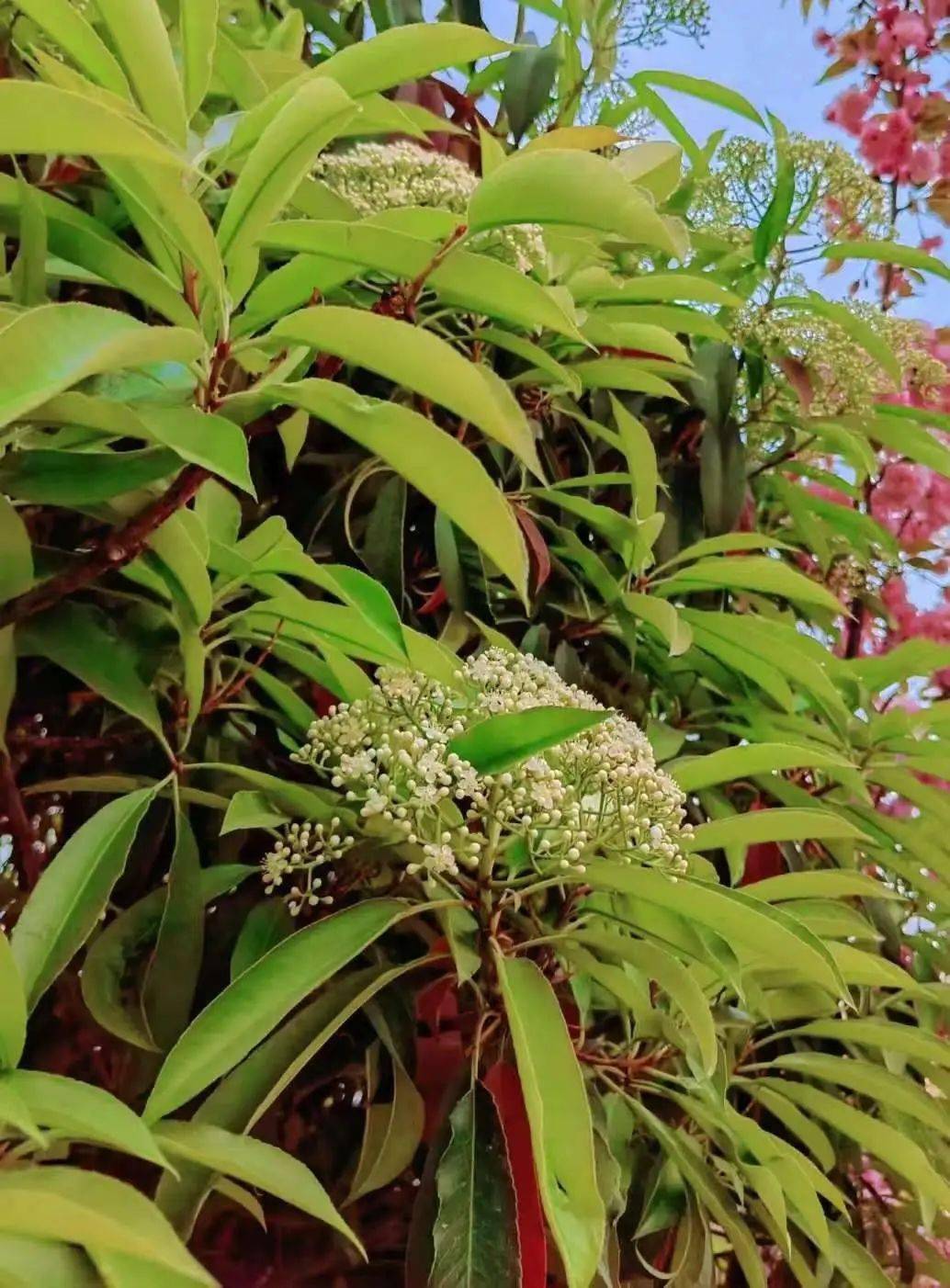 我知道你想哕,但你先别哕_石楠花_校园_种植