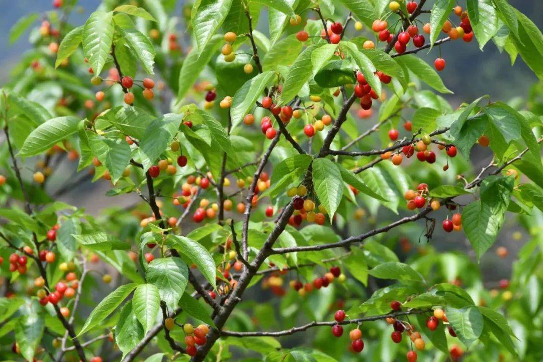 织金这里的樱桃熟了,甜得像初恋_玛瑙_社区_种植