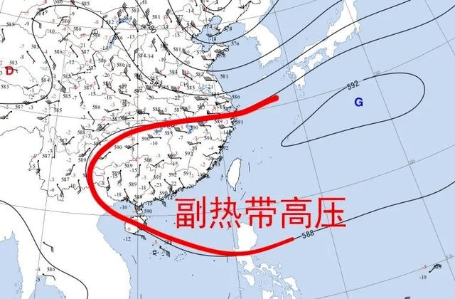 莲藕种子（莲藕的播种时间和收获时间是什么） 第1张