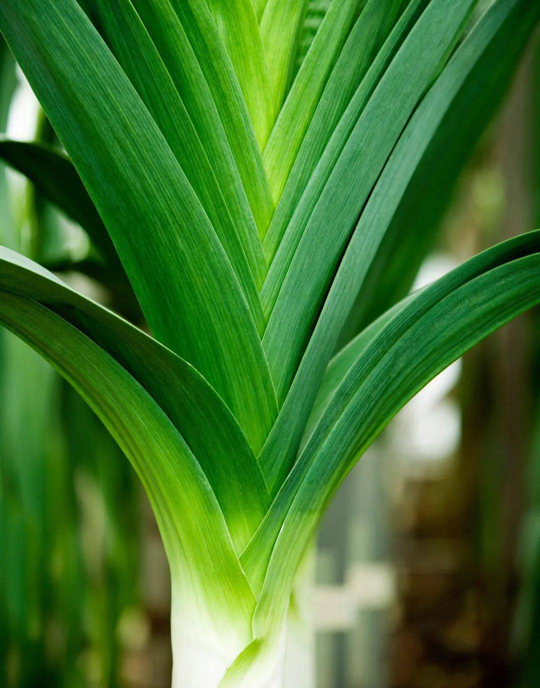 鳞茎_植物_人们