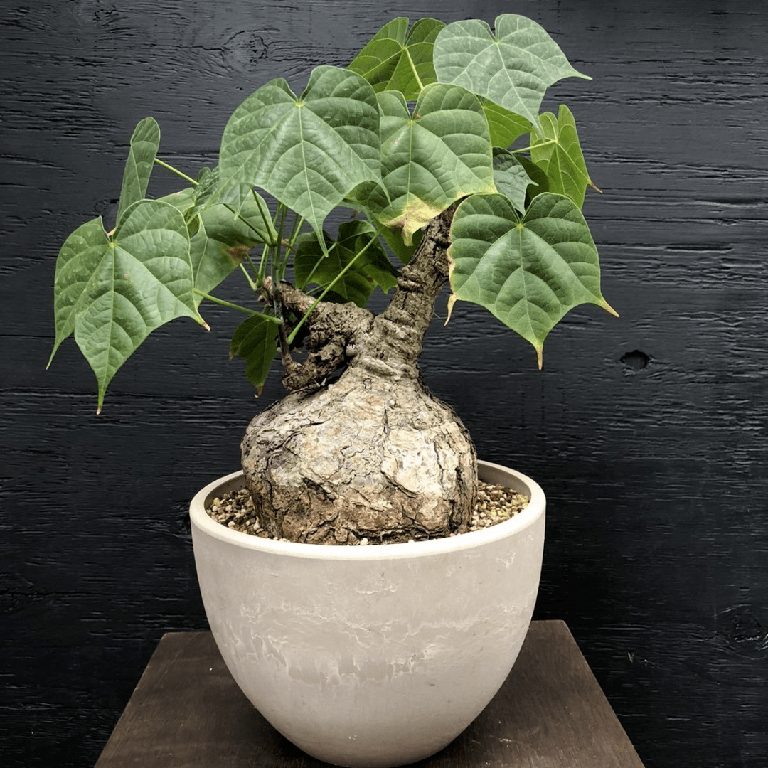 藏匿的宝藏,Firmiana colorata龟甲火桐_块根_植物_亚洲