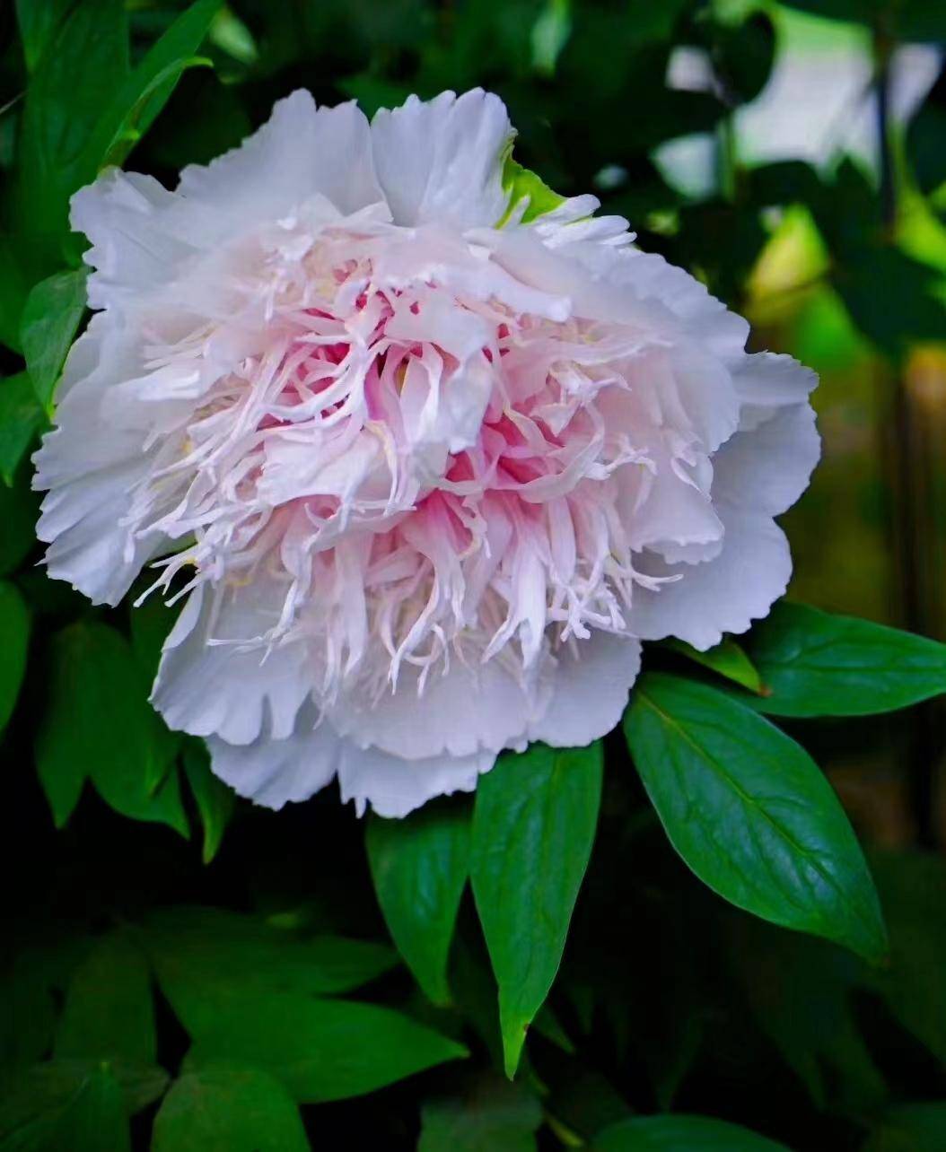 洛阳珍品牡丹之银丝贯顶_花瓣_花梗_粉白色